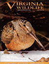 Virginia Wildlife Magazine Subscription