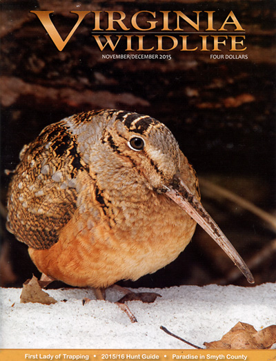 Subscribe to Virginia Wildlife