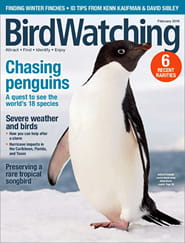Birdwatching Magazine Subscription Magazineline