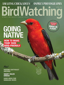 BirdWatching Magazine