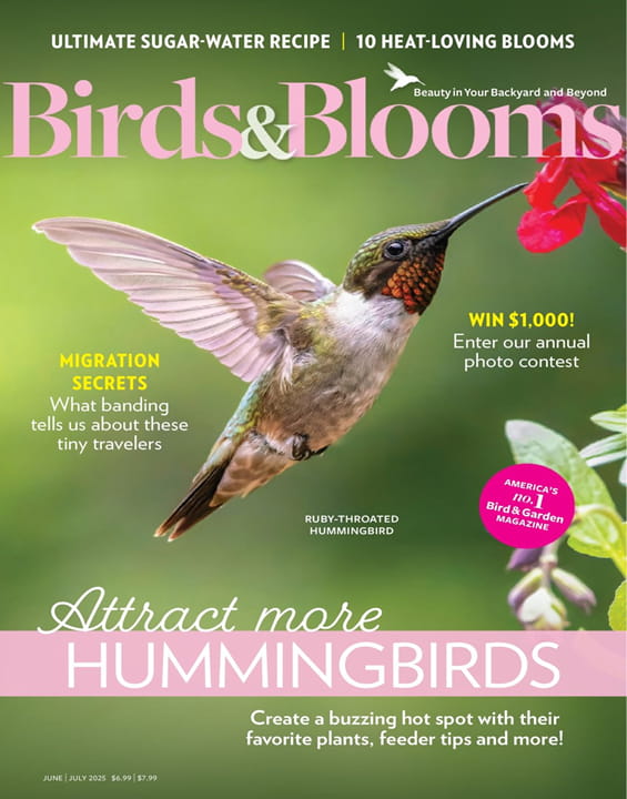 Birds & Blooms - Digital Magazine
