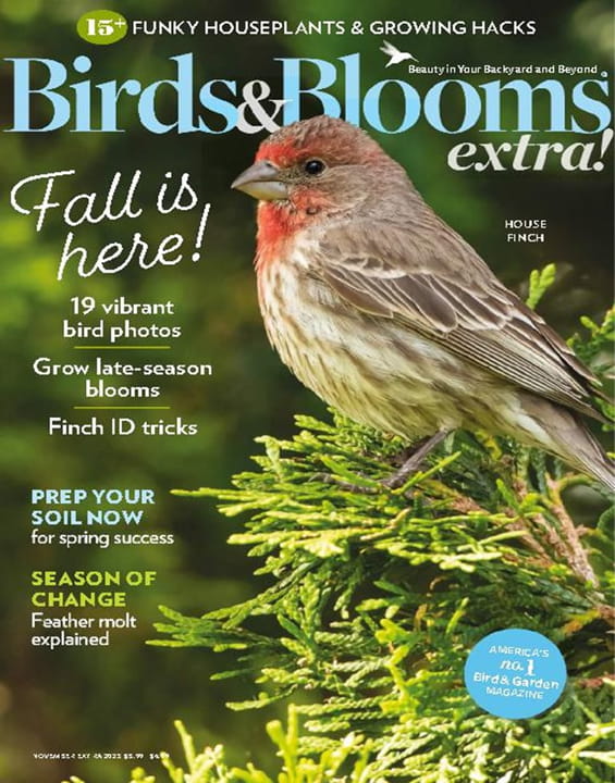 Birds & Blooms Extra Magazine Subscription | MagazineLine