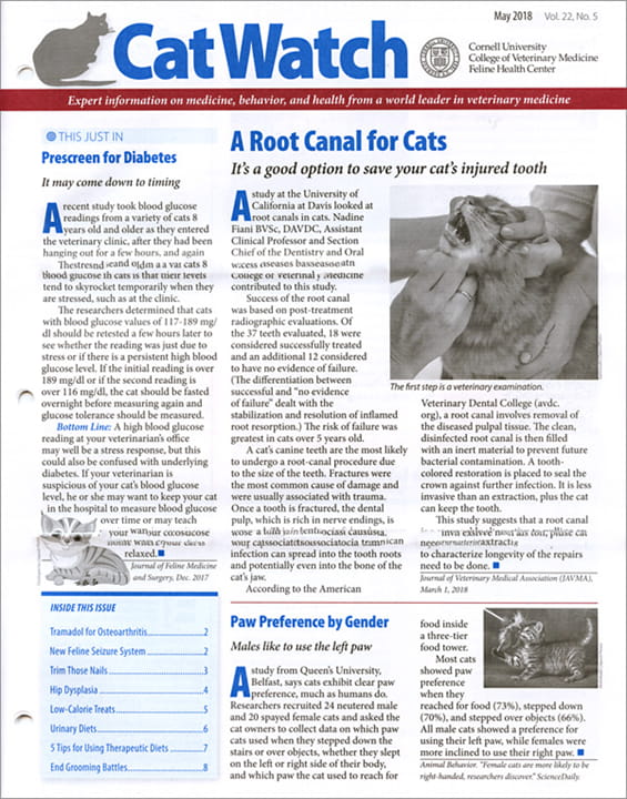 CatWatch Magazine