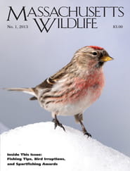 Massachusetts Wildlife Magazine