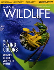 National Wildlife Magazine